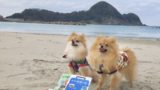 まとめ 犬と一緒に海外引越し シンガポール ポメラニアン海を渡る